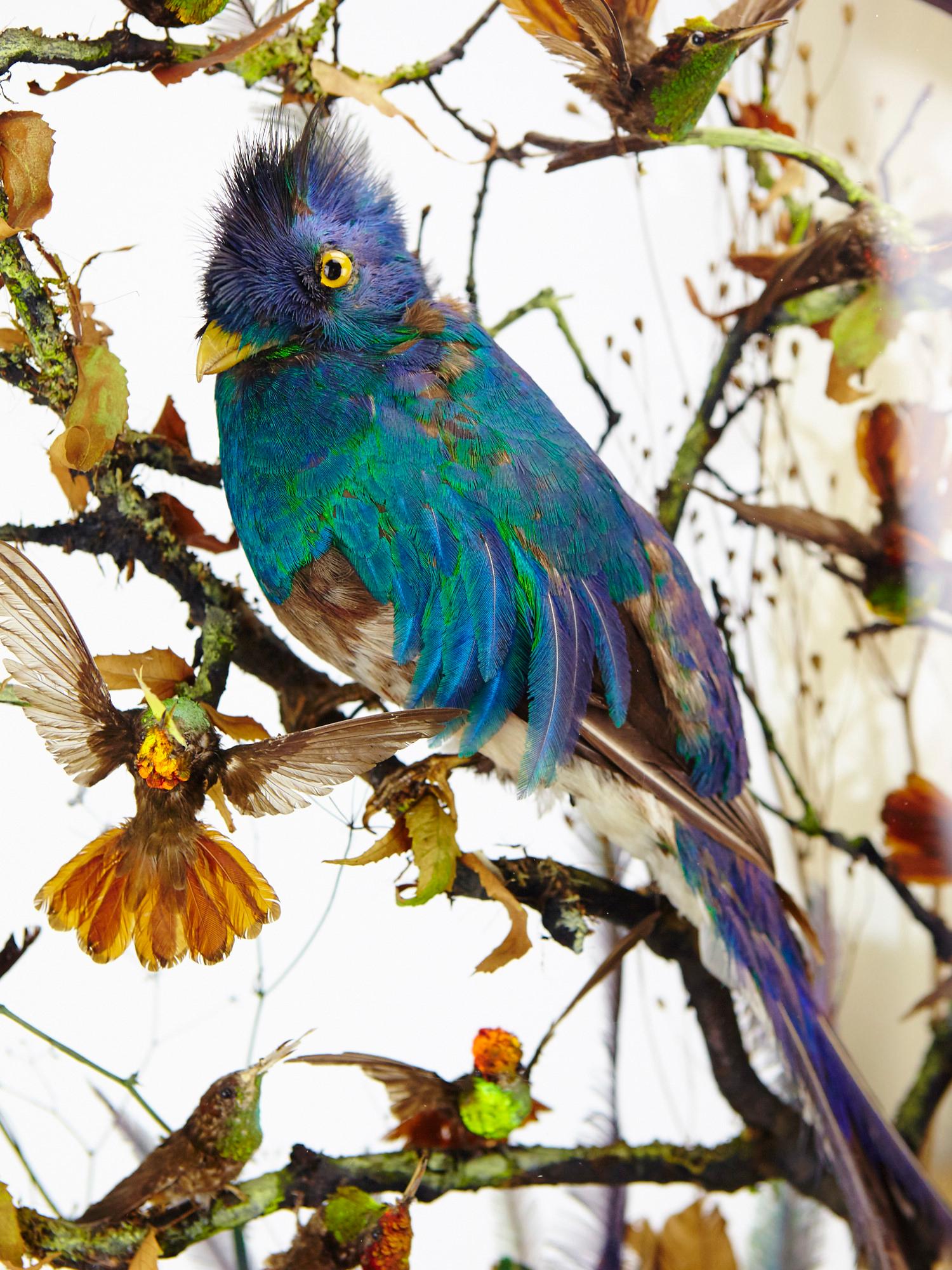 quetzal for sale
