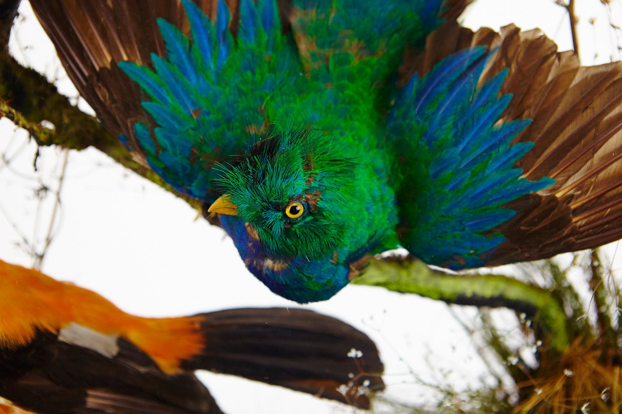 Paire d'armoires victoriennes avec quetzal de taxidermie par Henry Ward en vente 2