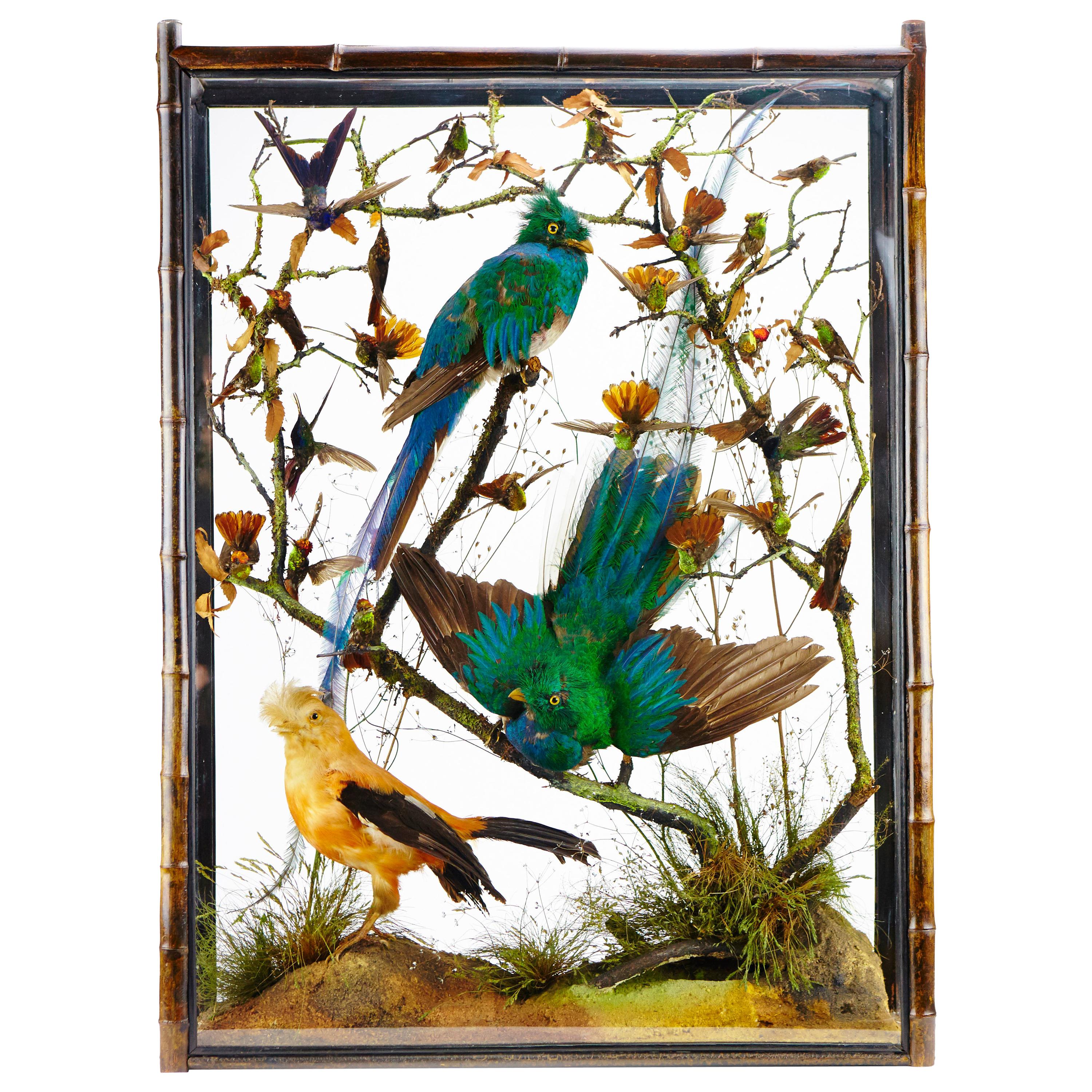 Pair of Victorian Cabinets with Taxidermy Quetzal by Henry Ward For Sale