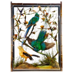 Pair of Victorian Cabinets with Taxidermy Quetzal by Henry Ward