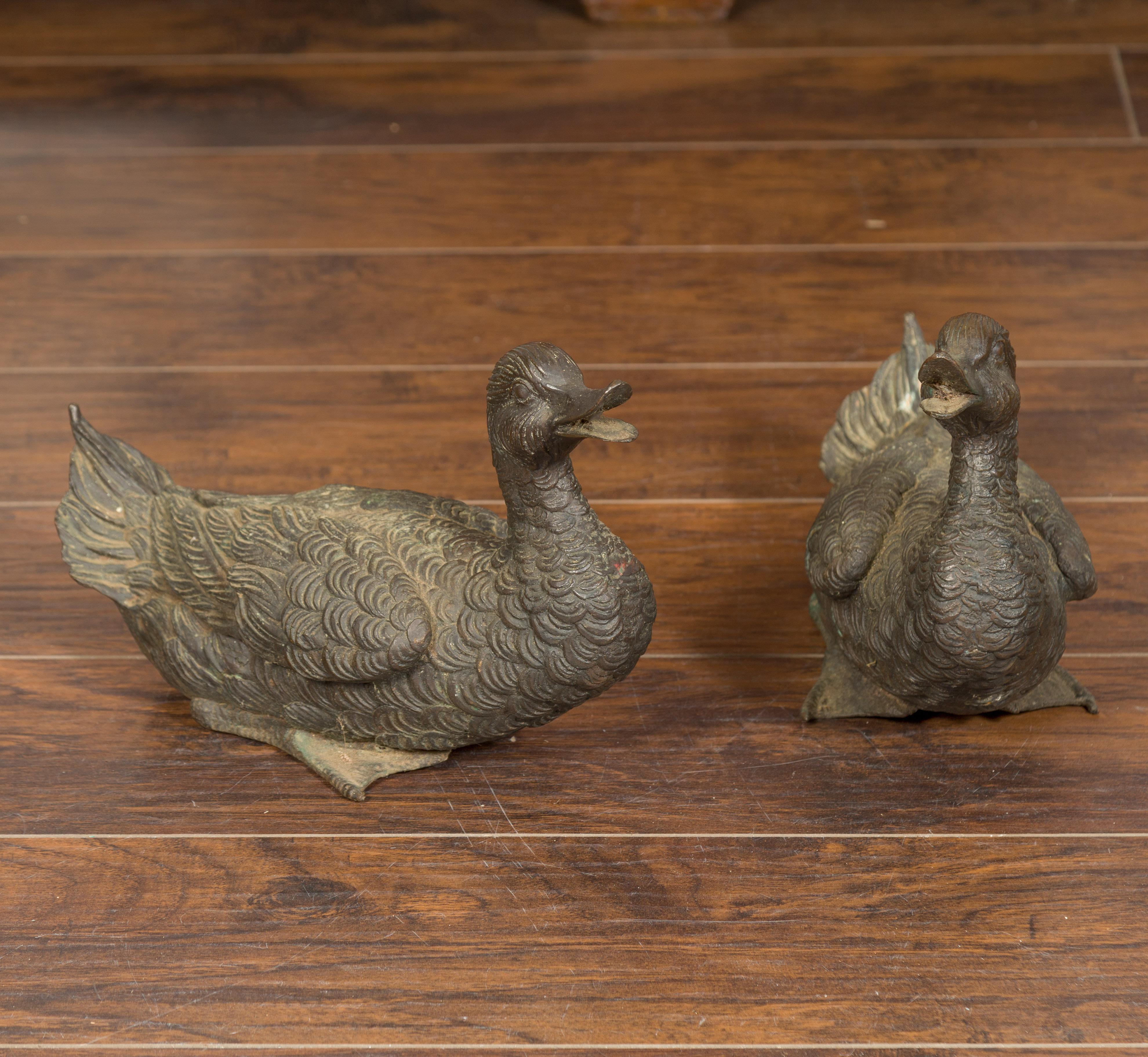 bronze duck