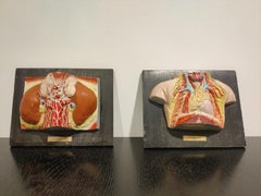 Coppia di modelli anatomici vintage, anni '50
