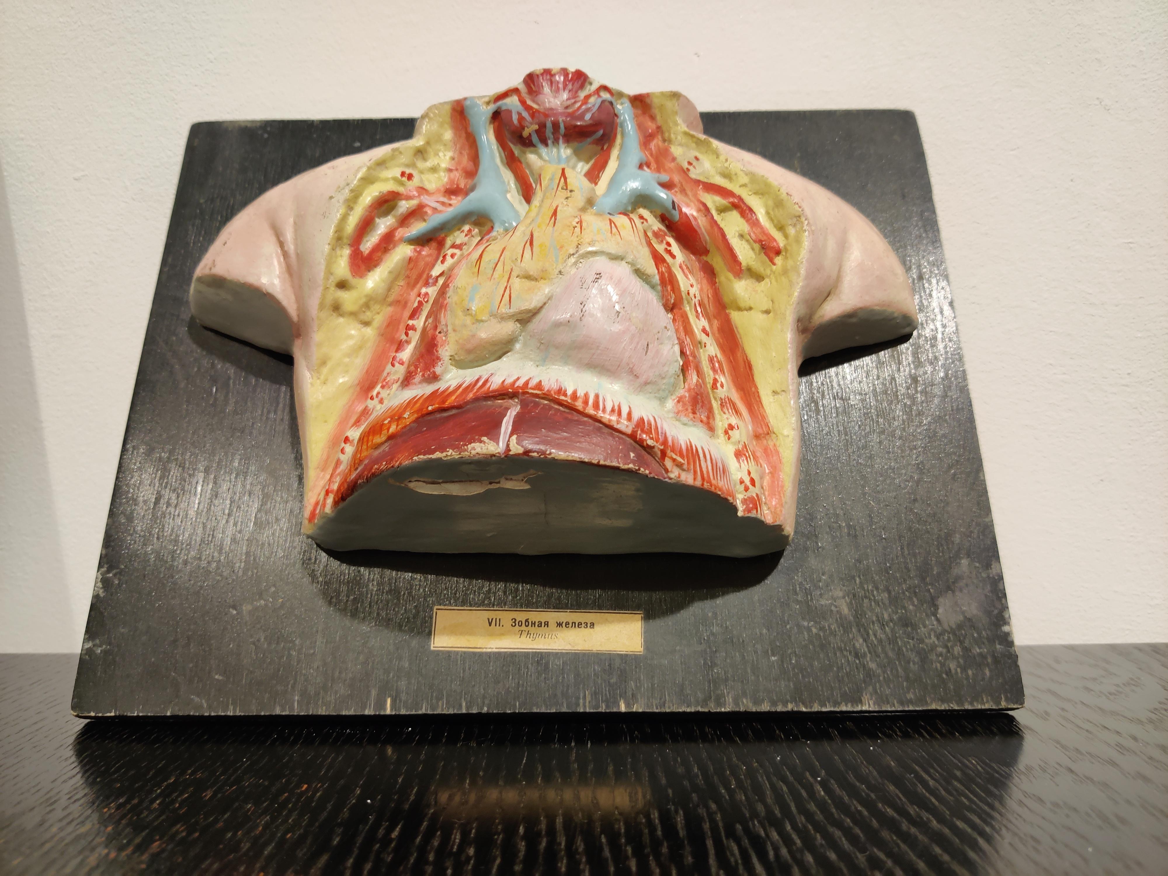 Mid-Century Modern Paire de modèles anatomiques vintage, années 1950 en vente