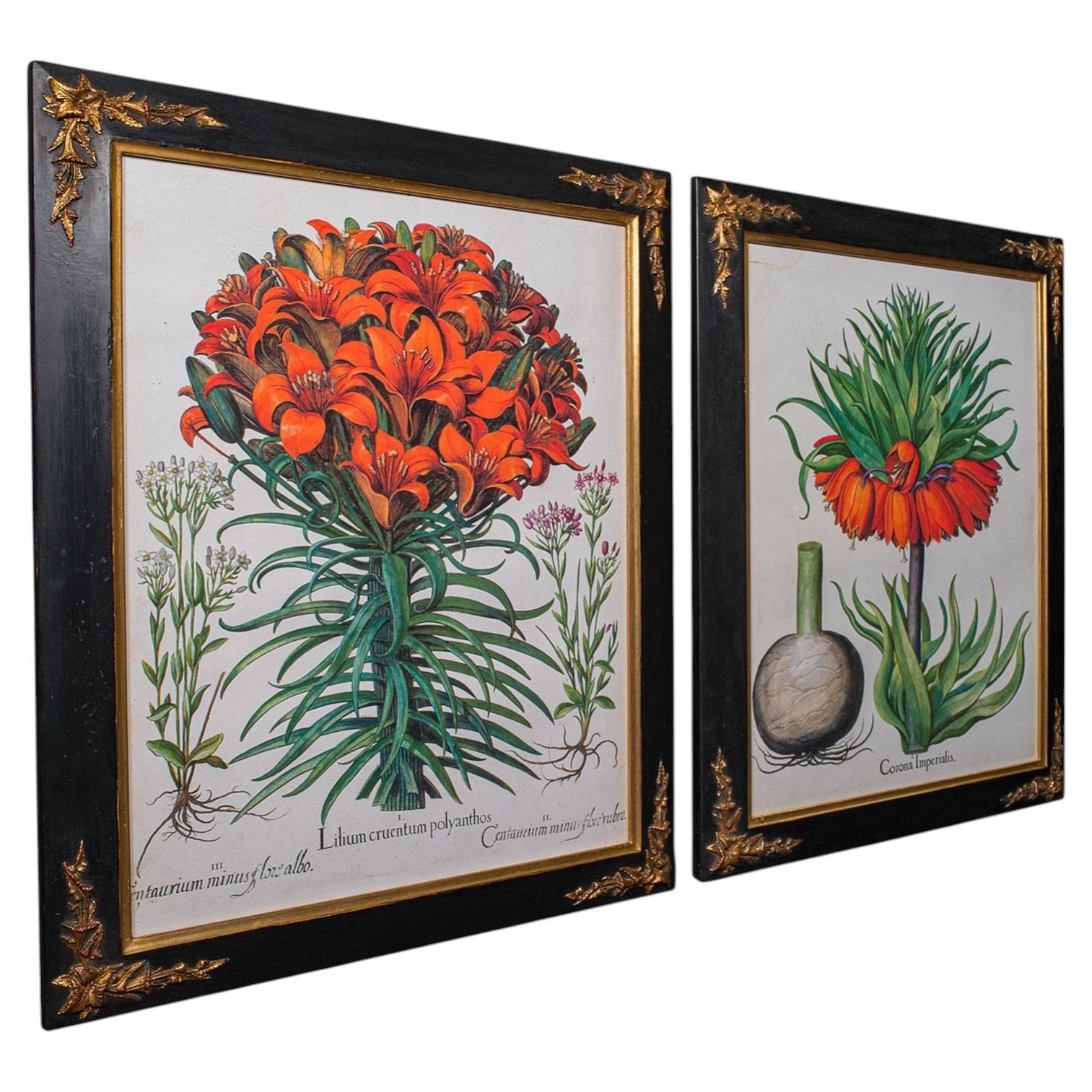 Coppia di quadri botanici d'epoca, stampa con cornice, dopo Besler, Arte, Circa 1980
