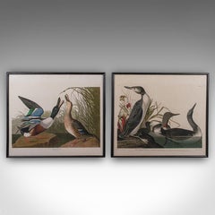 Pair of Vintage Duck Pictures, English, Framed Print, After Audubon, Art, C.1980