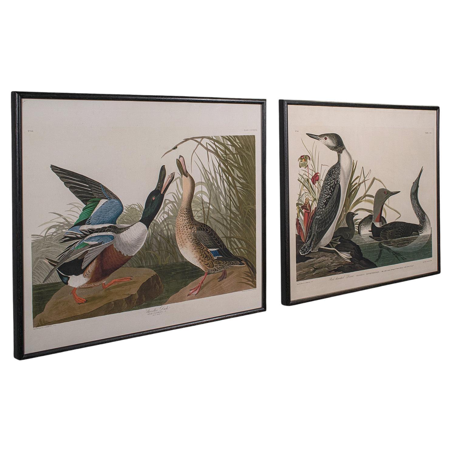 Pair of Vintage Duck Pictures, English, Framed Print, After Audubon, Art, C.1980