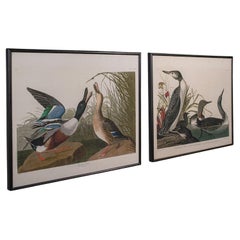 Pair of Vintage Duck Pictures, English, Framed Print, After Audubon, Art, C.1980