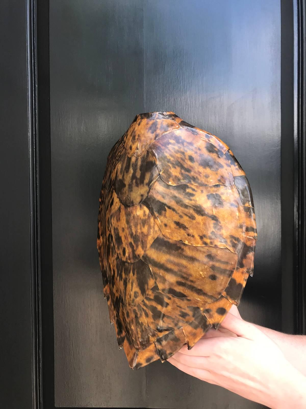 Pair of Vintage Faux Turtle Shell Sconces In Good Condition In Atlanta, GA