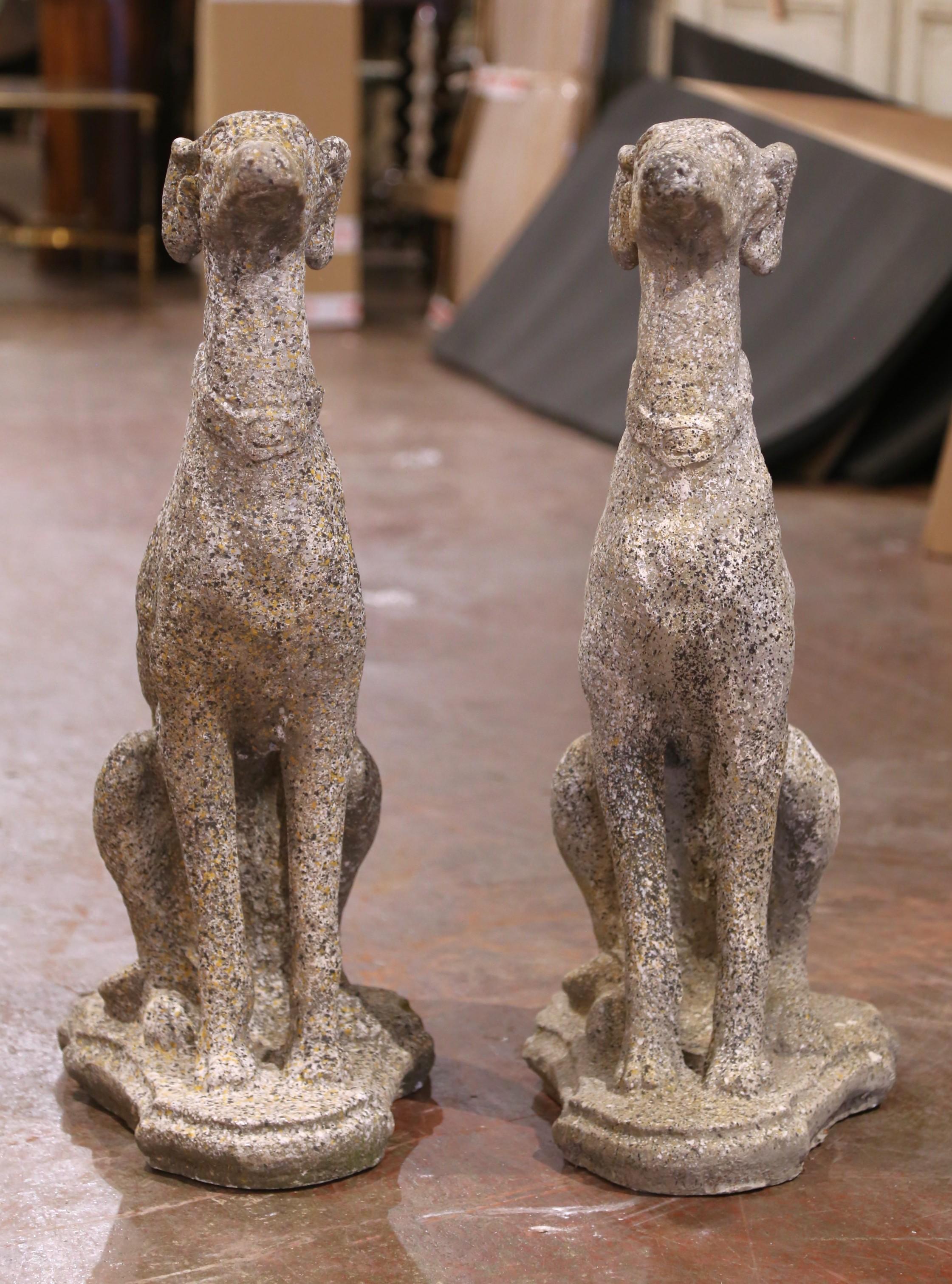 Décorez une porte d'entrée extérieure ou une arrière-cour avec cette élégante paire de Lévriers. Fabriqué dans le sud de la France et sculpté dans la pierre, chaque grand lévrier est fièrement assis sur ses pattes, avec une expression attentive et