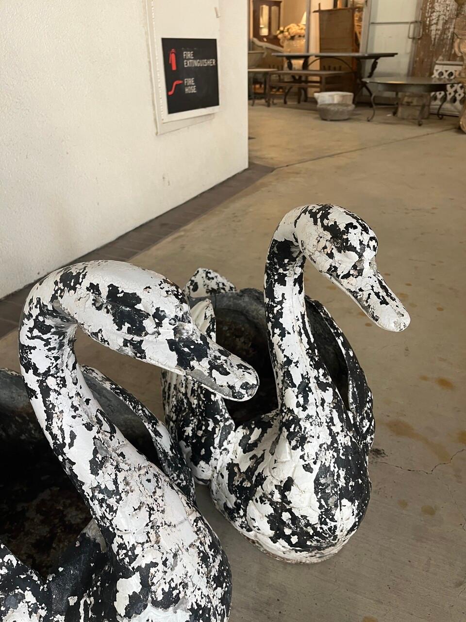 macetas de cisnes