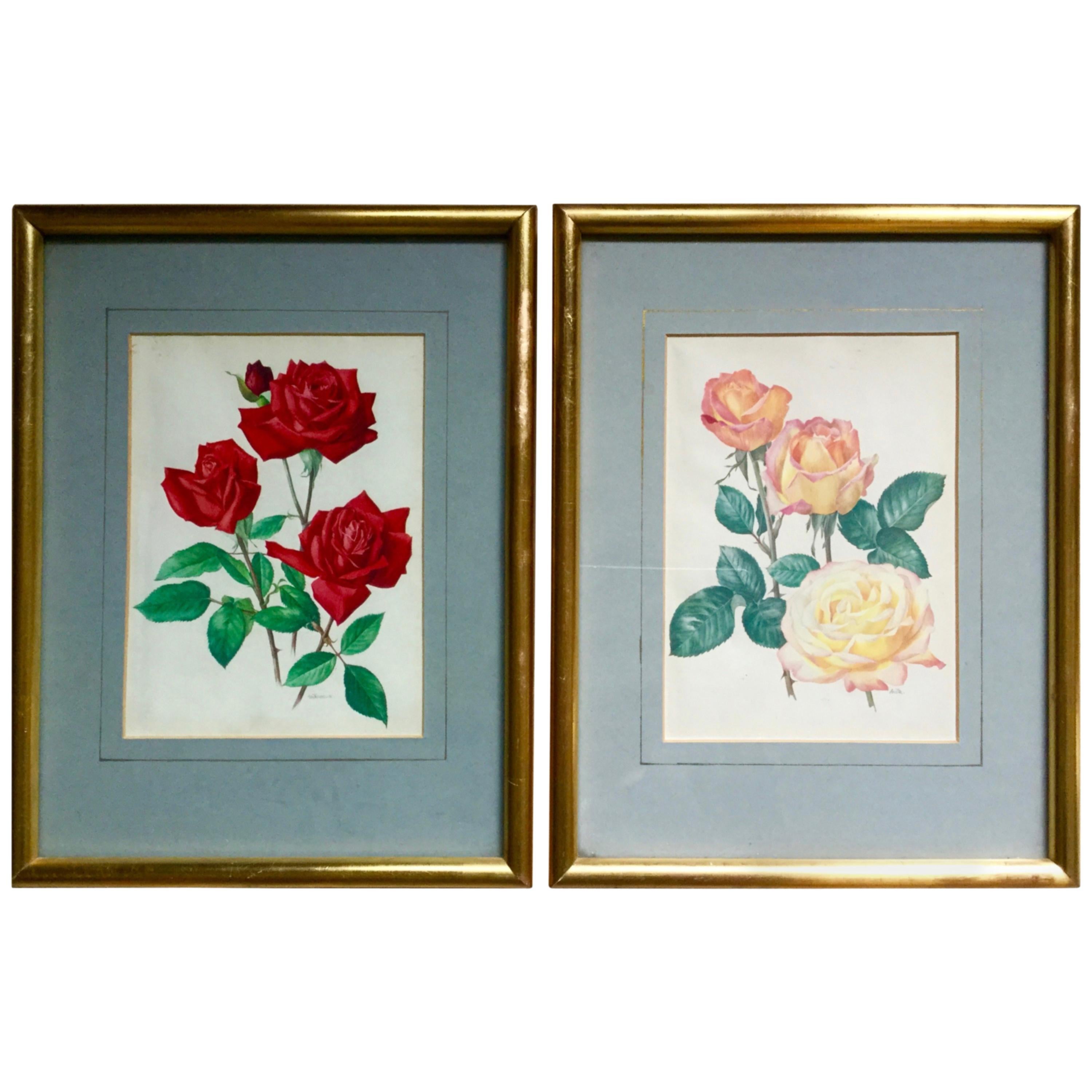 Pair Of Vintage Rose Flower Prints For Sale