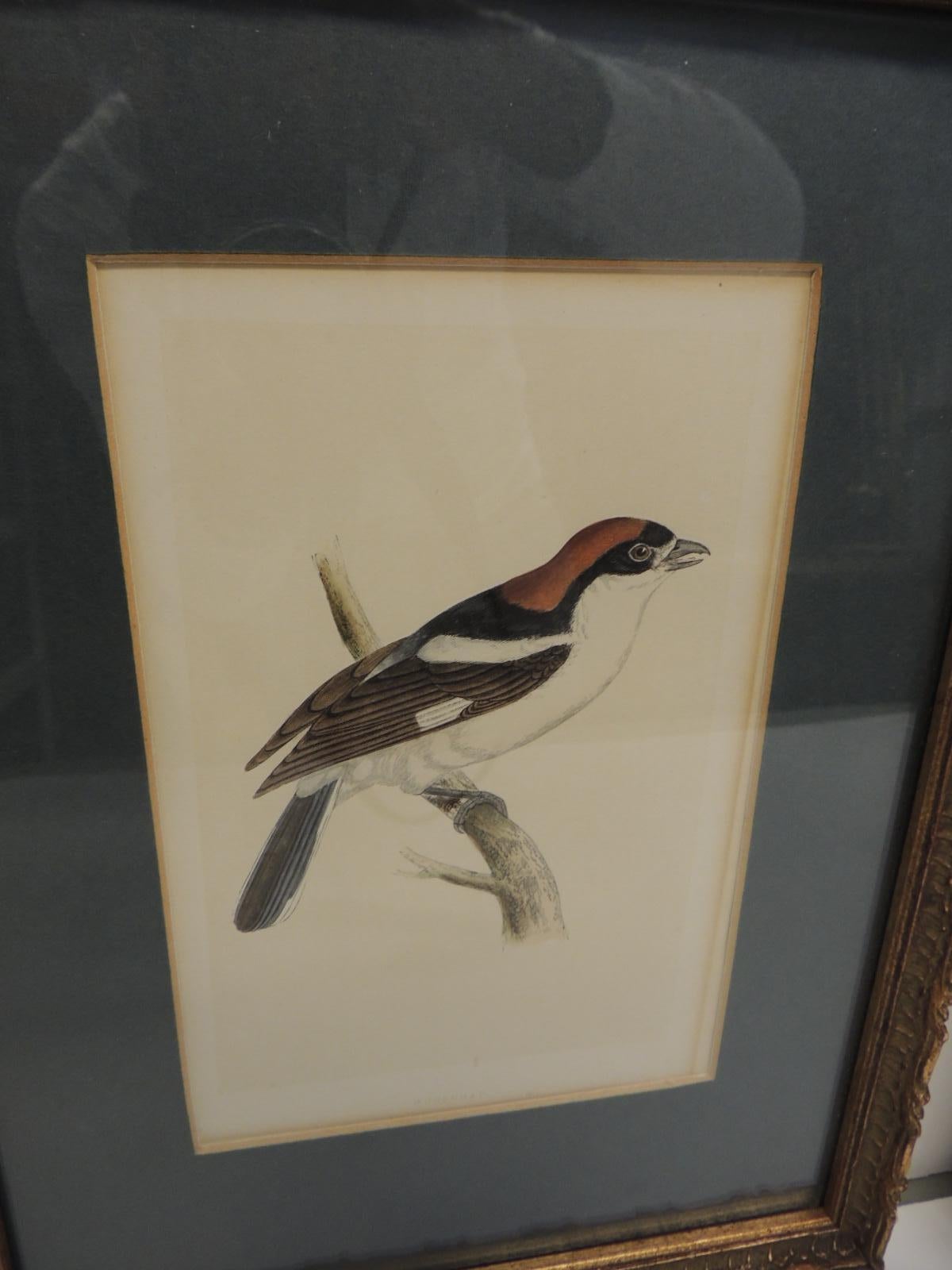 Originally sold through Vanity Fair (stamped in the back of the pictures) and recovered in a Ralph Lauren House Sale (stamped in the back). Original pricing in the label in the back of the pictures. Bird on the left is a woodchat and the bird on the