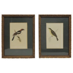 Pair of Vintage Steel Hand Engraved Bird Pictures