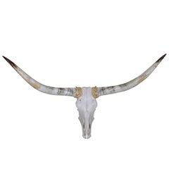 Pair of Wall Mounted Steer Horns