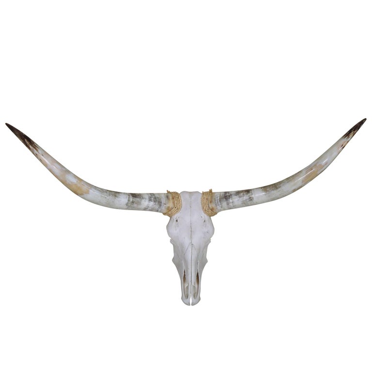 Pair of Wall Mounted Steer Horns For Sale at 1stDibs