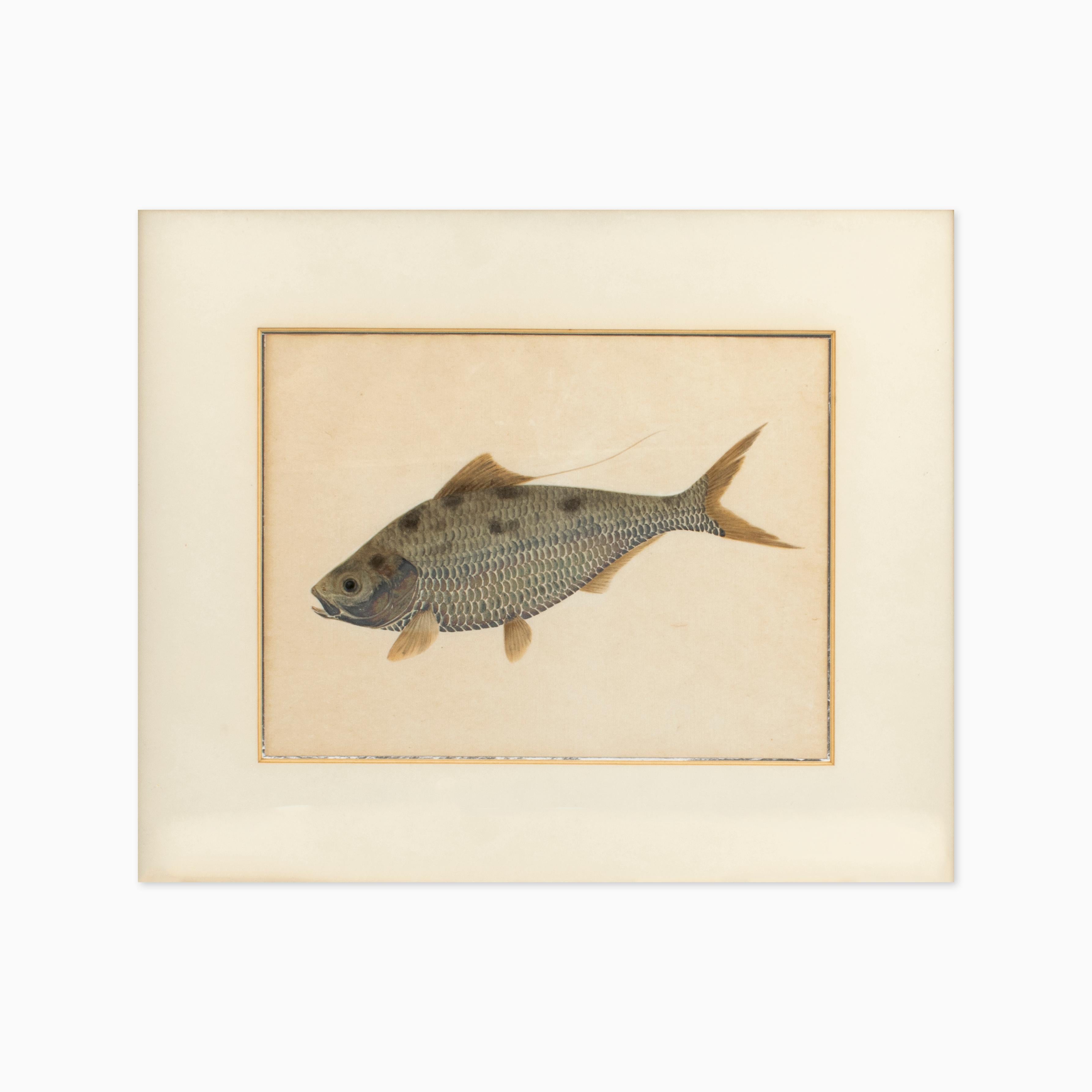 Japanese Pair of Watercolor Paintings Depicting Carps For Sale