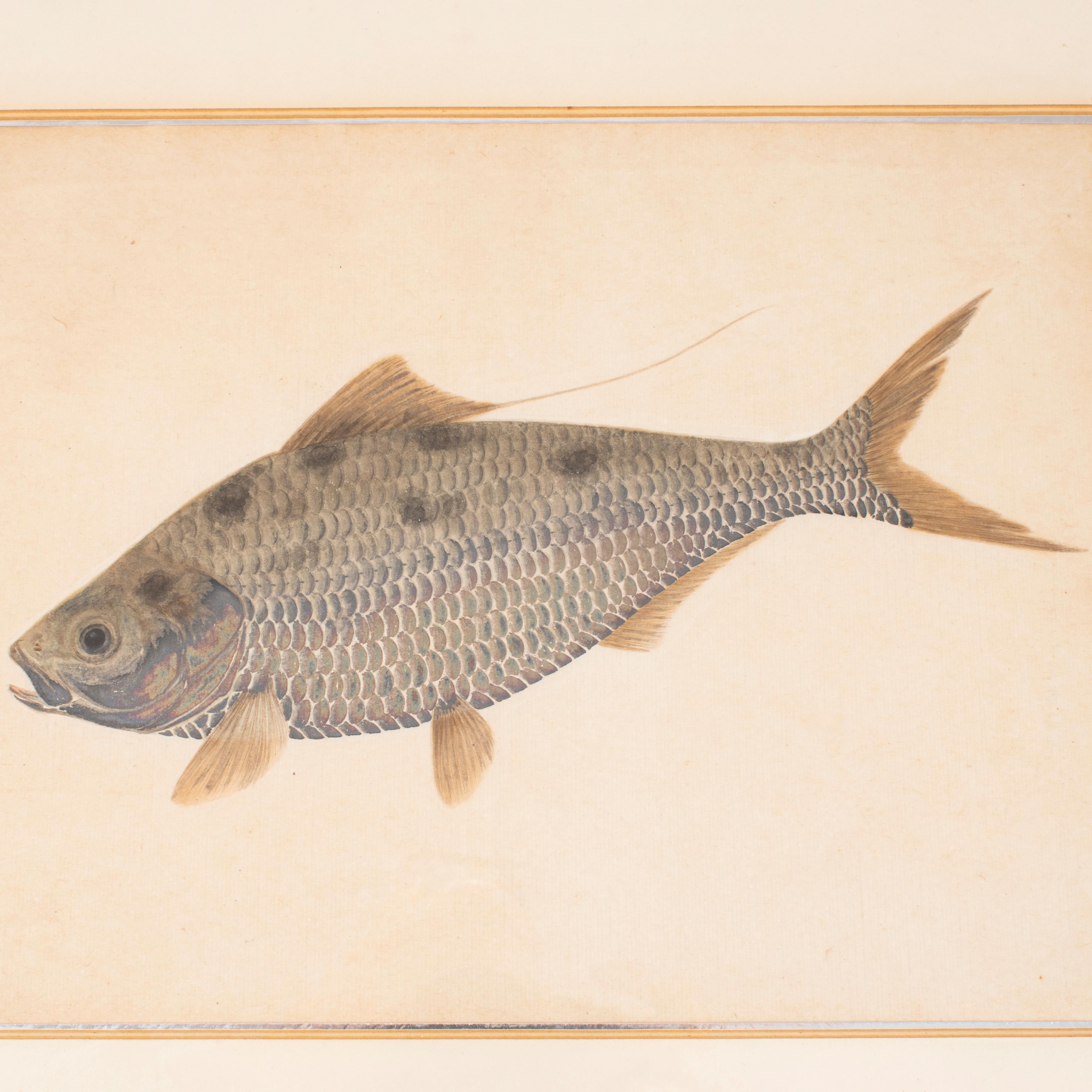 Hand-Painted Pair of Watercolor Paintings Depicting Carps For Sale