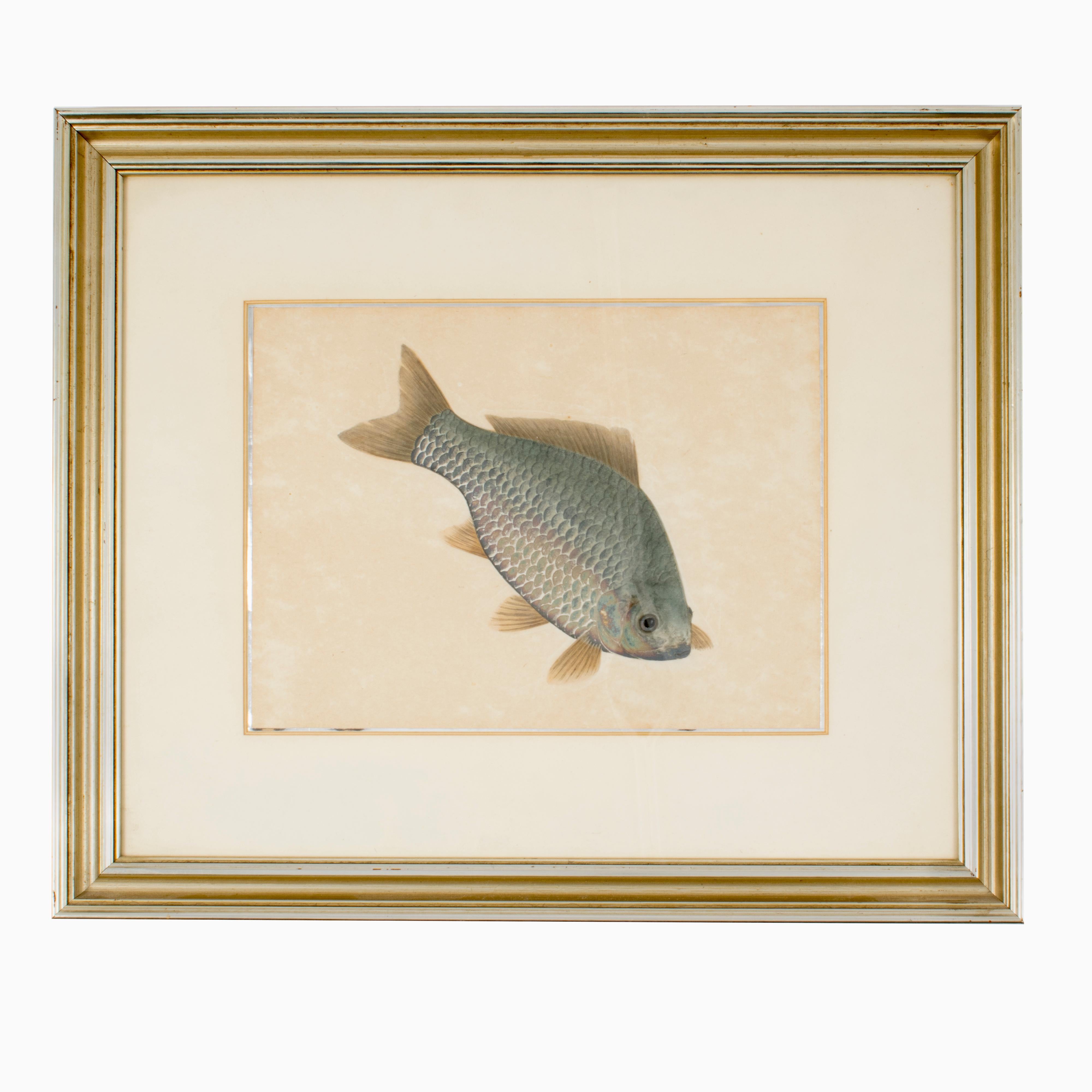 19th Century Pair of Watercolor Paintings Depicting Carps For Sale
