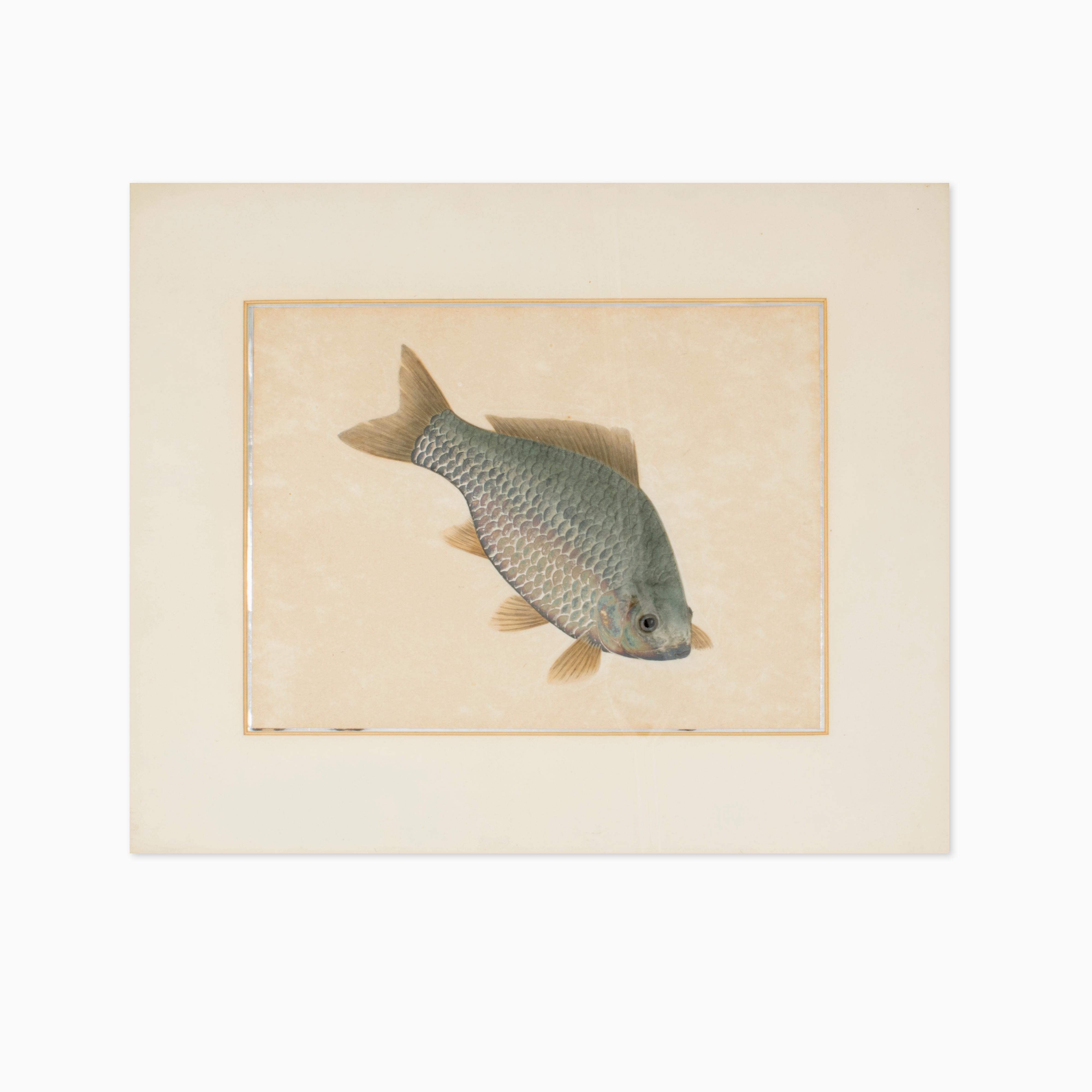 Glass Pair of Watercolor Paintings Depicting Carps For Sale