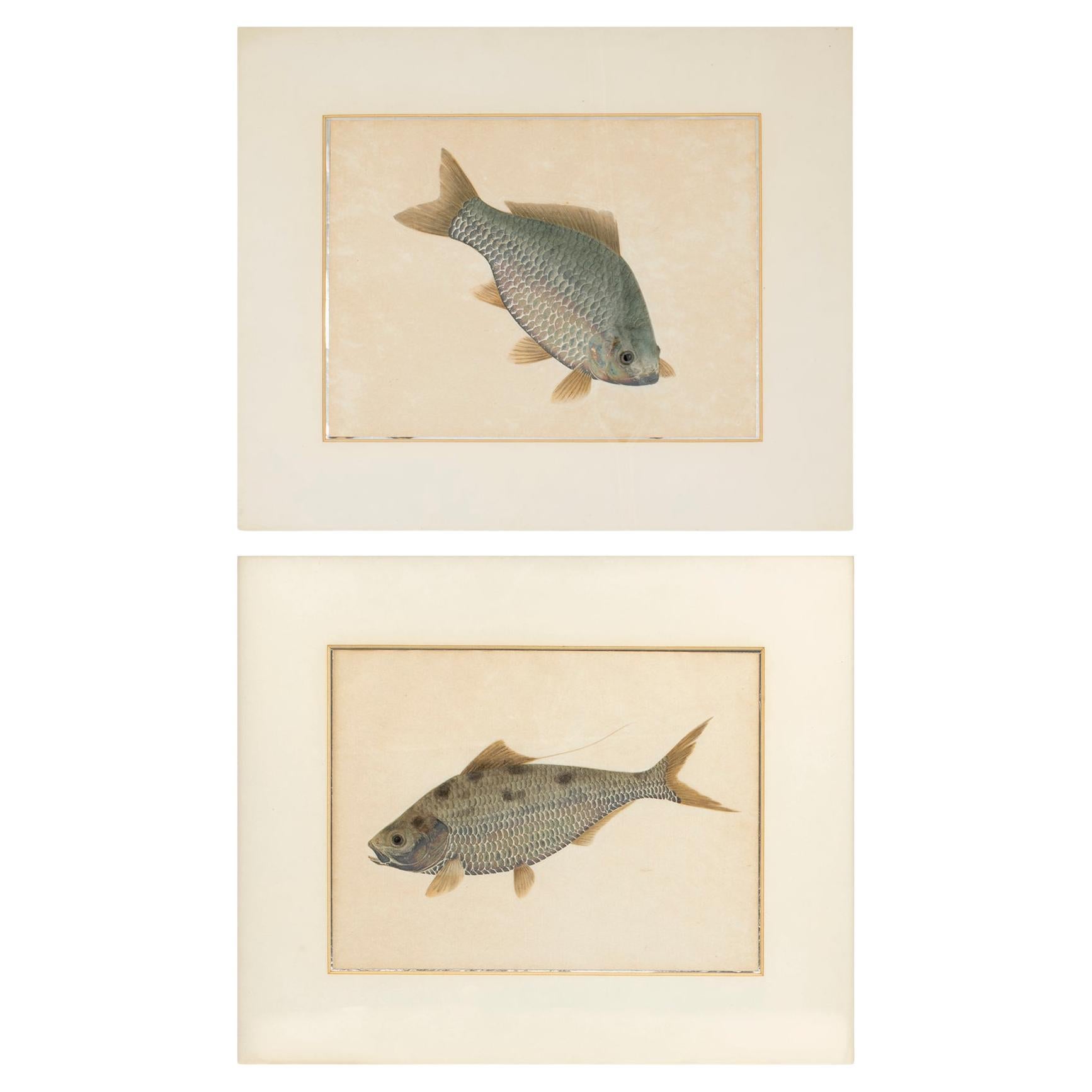 Pair of Watercolor Paintings Depicting Carps For Sale