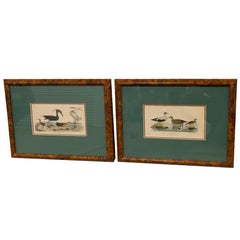 Antique Pair of W.H. Lizars Lithograph Framed of Water Fowl, a. Wilson and W.H.Lizars 