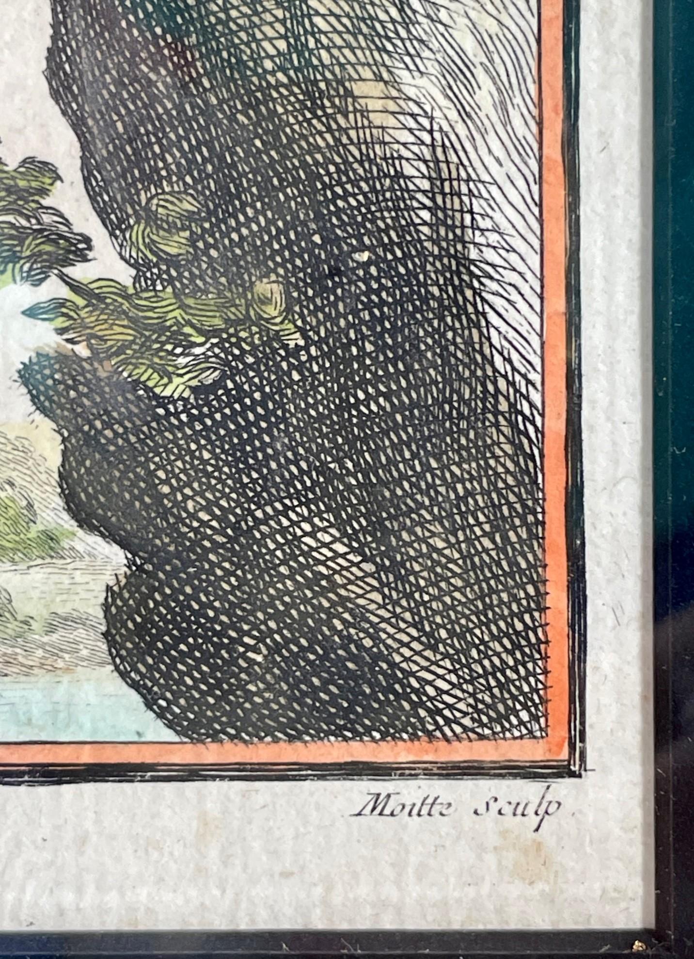 Paire de gravures originales colorées à la main, Georges-Louis Leclerec, Comte de Buffon.  en vente 6