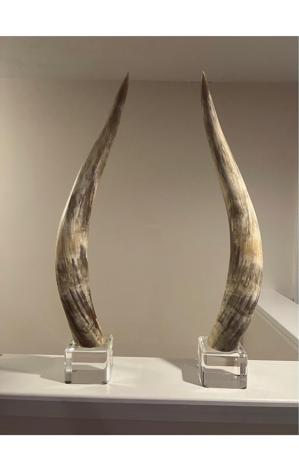 A pair of oversized 33.5” H steer mounts mounted to Mid-Century modern lucite bases. Great coloring to these horns and lucite in wonderful condition.