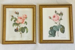 Pair P.J.Redoute Botanicals Rose Chromolithographs