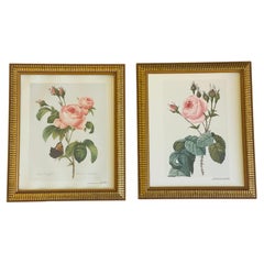 Pair P.J.Redoute Botanicals Rose Chromolithographs