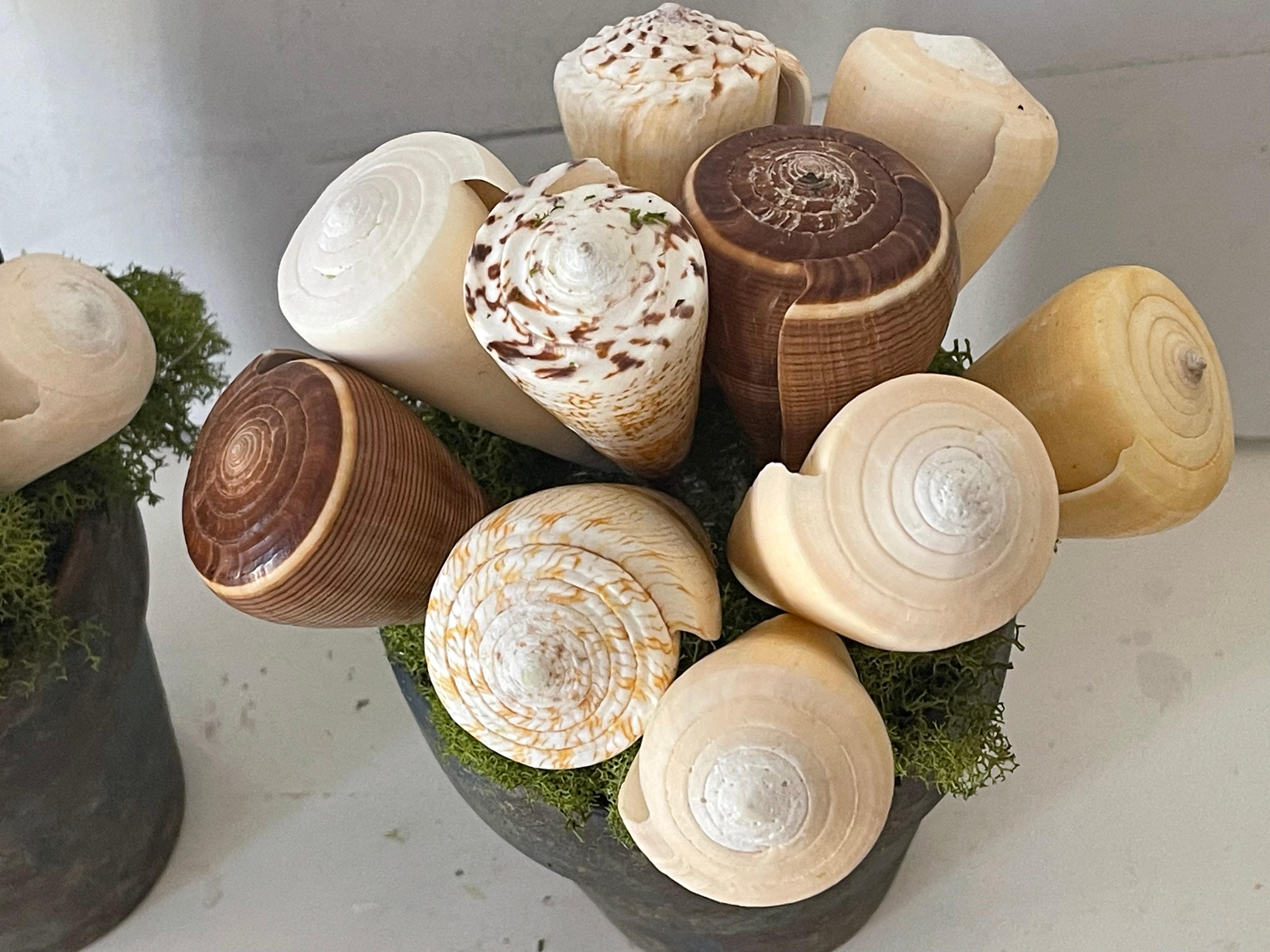 Coppia di composizioni floreali di conchiglie di mare Fecit costiera In condizioni buone in vendita a Boca Raton, FL