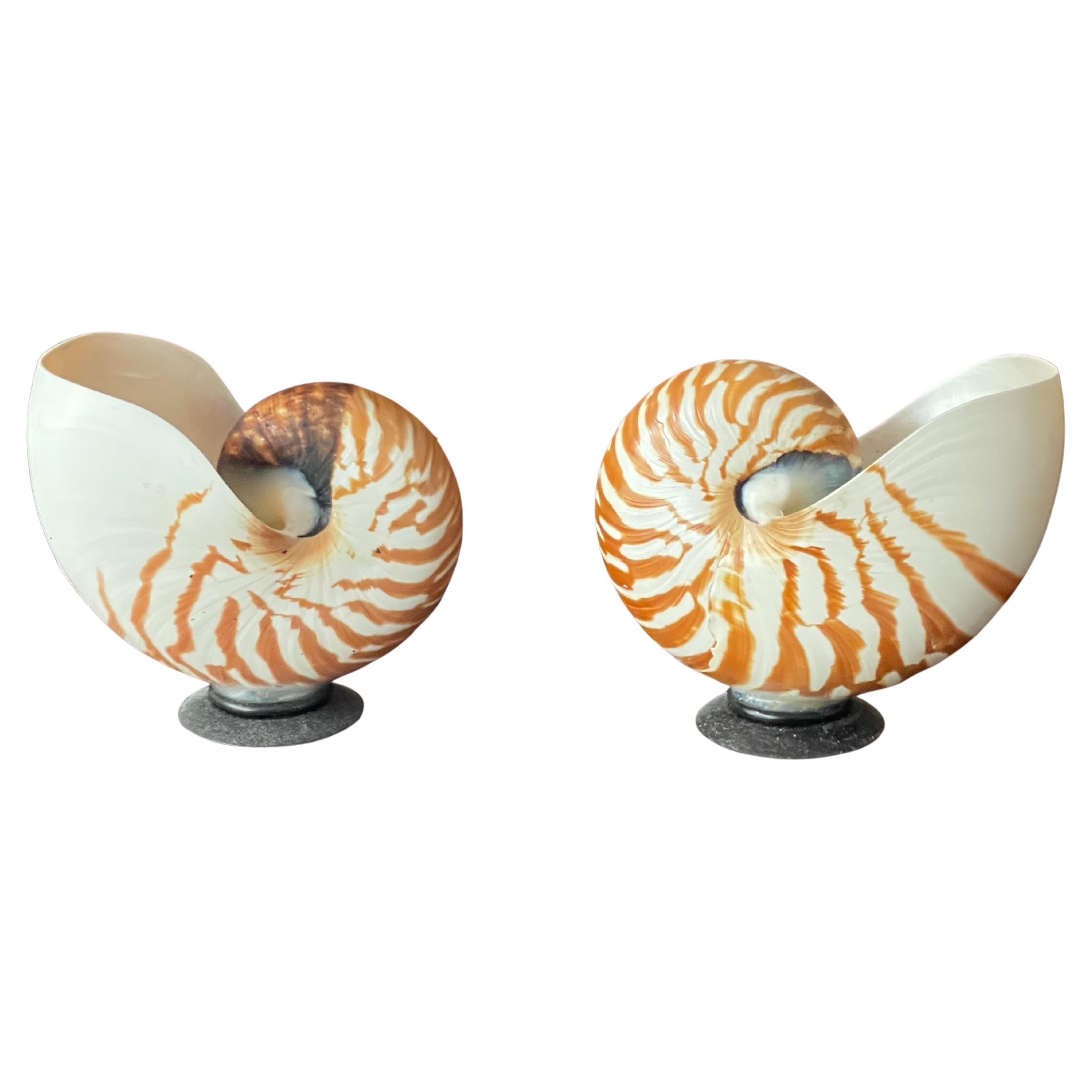 Pair Sea Shell Nautilus Candle Holders For Sale