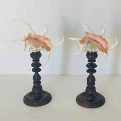 Paire de coquilles de conques araignées sur support en bois ancien, Organic Modern