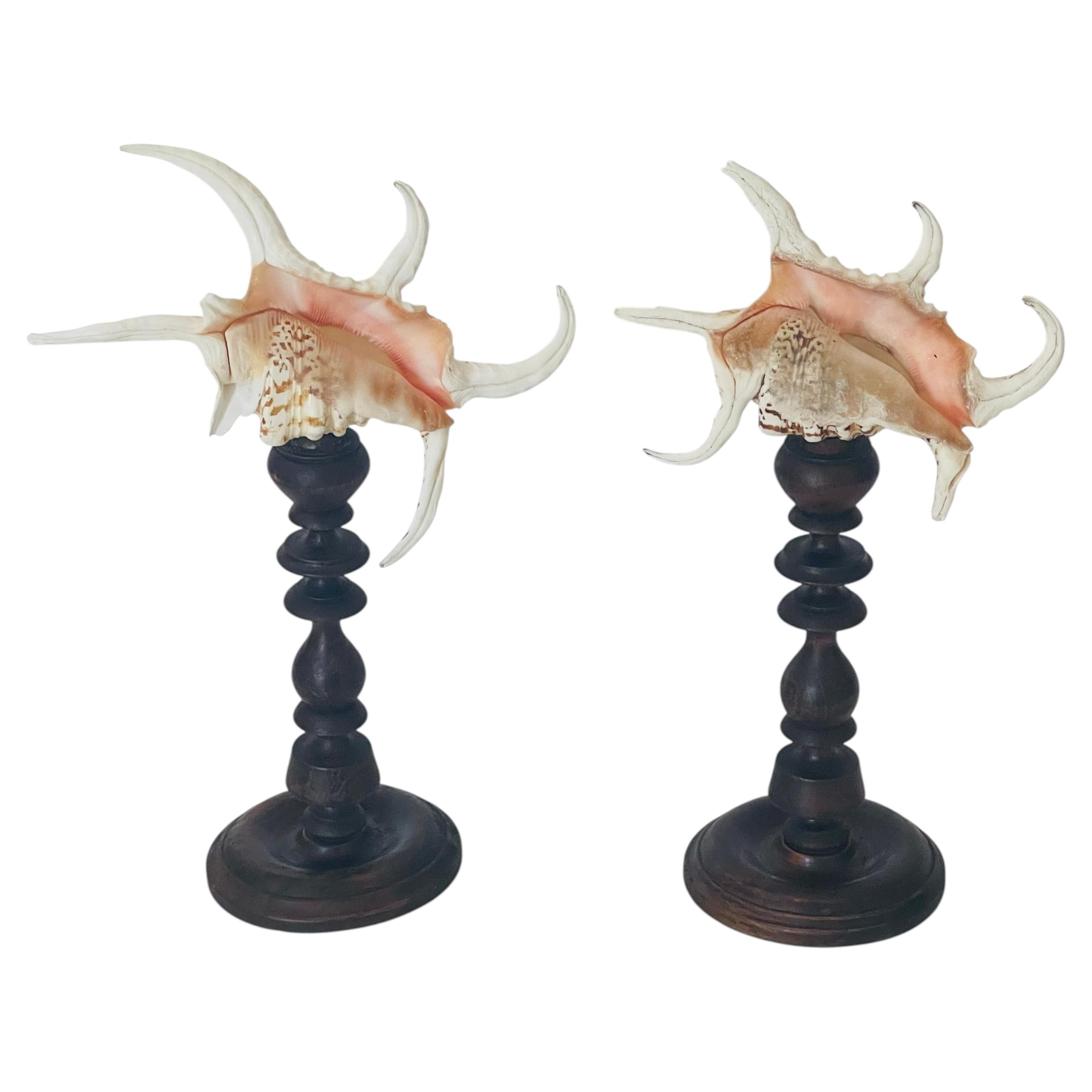 Pair of Spider Conch Shells on Antique Wood Stands, Organic Modern