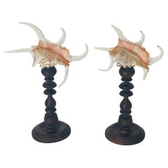 Paire de coquilles de conques araignées sur support en bois ancien, Organic Modern