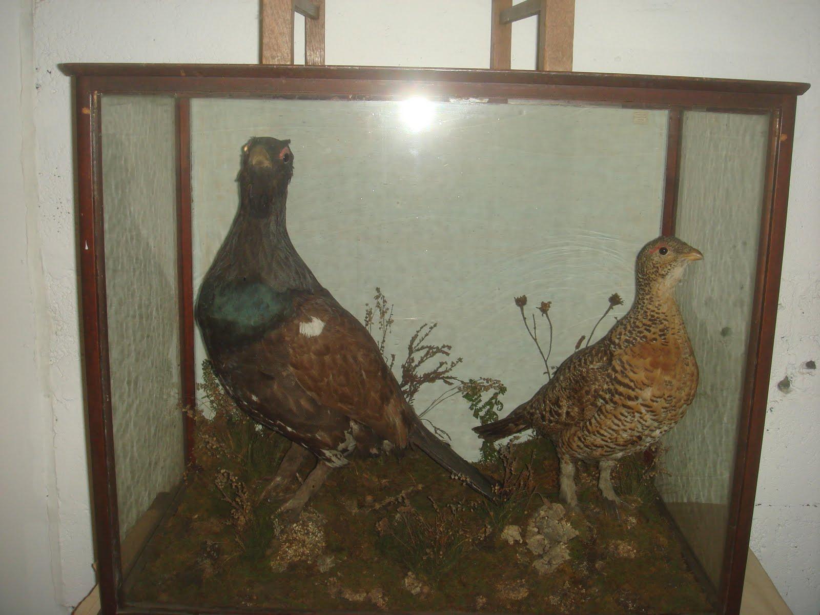 English Pair Stuffed Capercaillie Grouse Diorama in Glazed Case For Sale