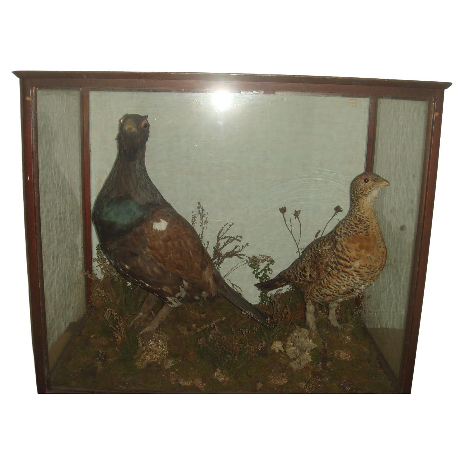 Pair Stuffed Capercaillie Grouse Diorama in Glazed Case