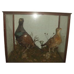 Used Pair Stuffed Capercaillie Grouse Diorama in Glazed Case
