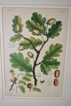 Pair of Trowbridge Classic Botanical Prints, Buchoz Leaves