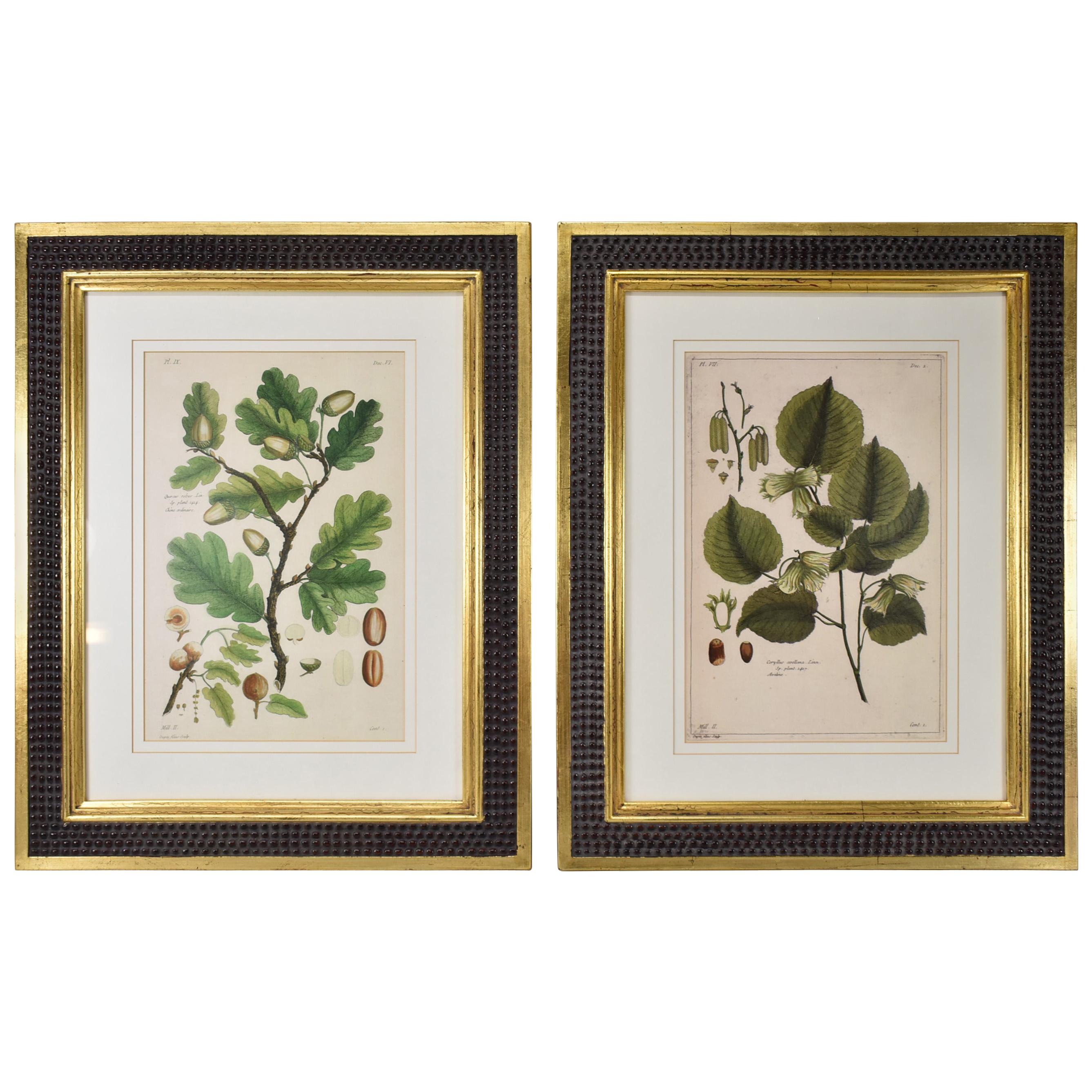 Pair of Trowbridge Classic Botanical Prints, Buchoz Leaves