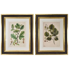 Paire de tirages botaniques classiques de Trowbridge:: feuilles de Buchoz