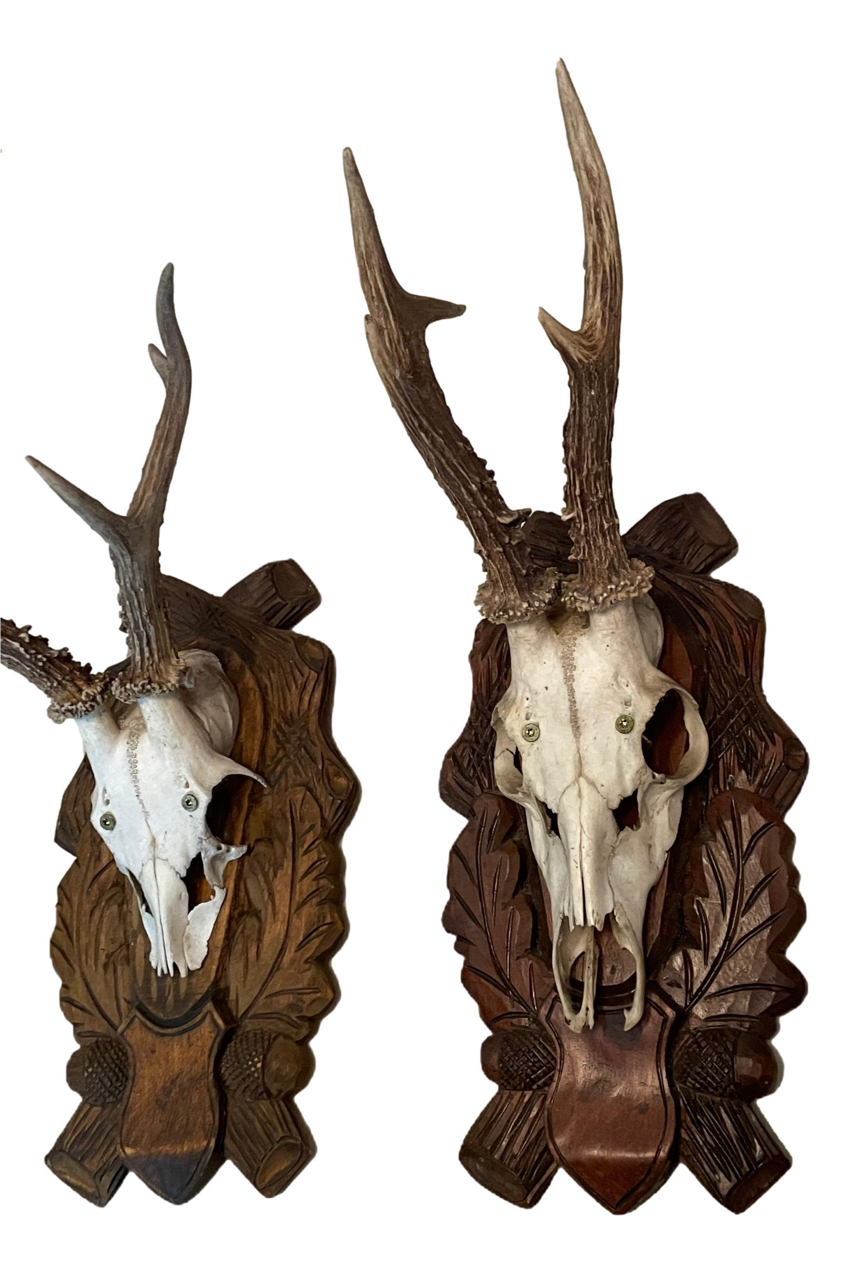 A beautiful set of two antique Black Forest deer antler trophy on hand carved, Black Forest wooden plaque. A nice addition to your hunters loge, cabin or just to display it in your house. Found at an estate sale in Vienna, Austria.