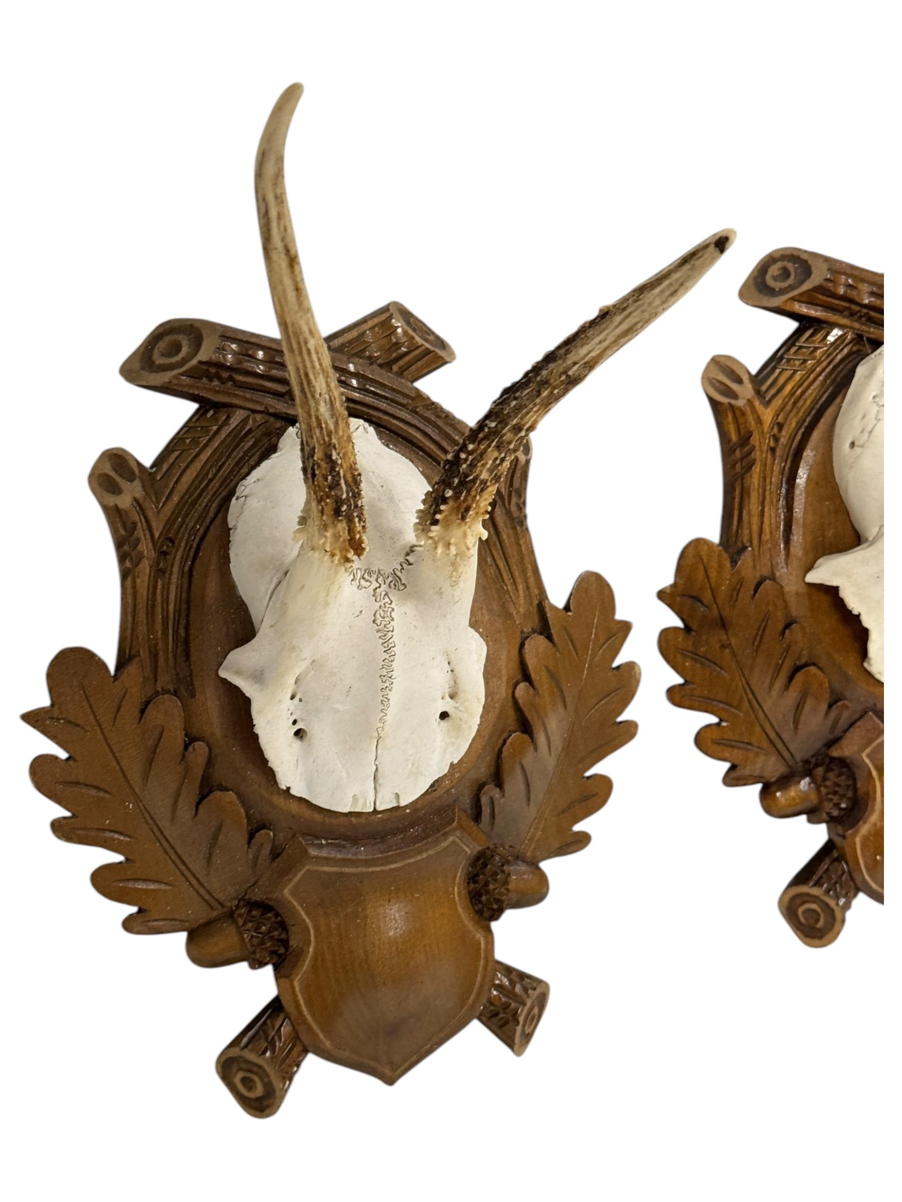 Paire de trophées en bois de cerf Black Forest, Allemagne, années 1930 en vente 3