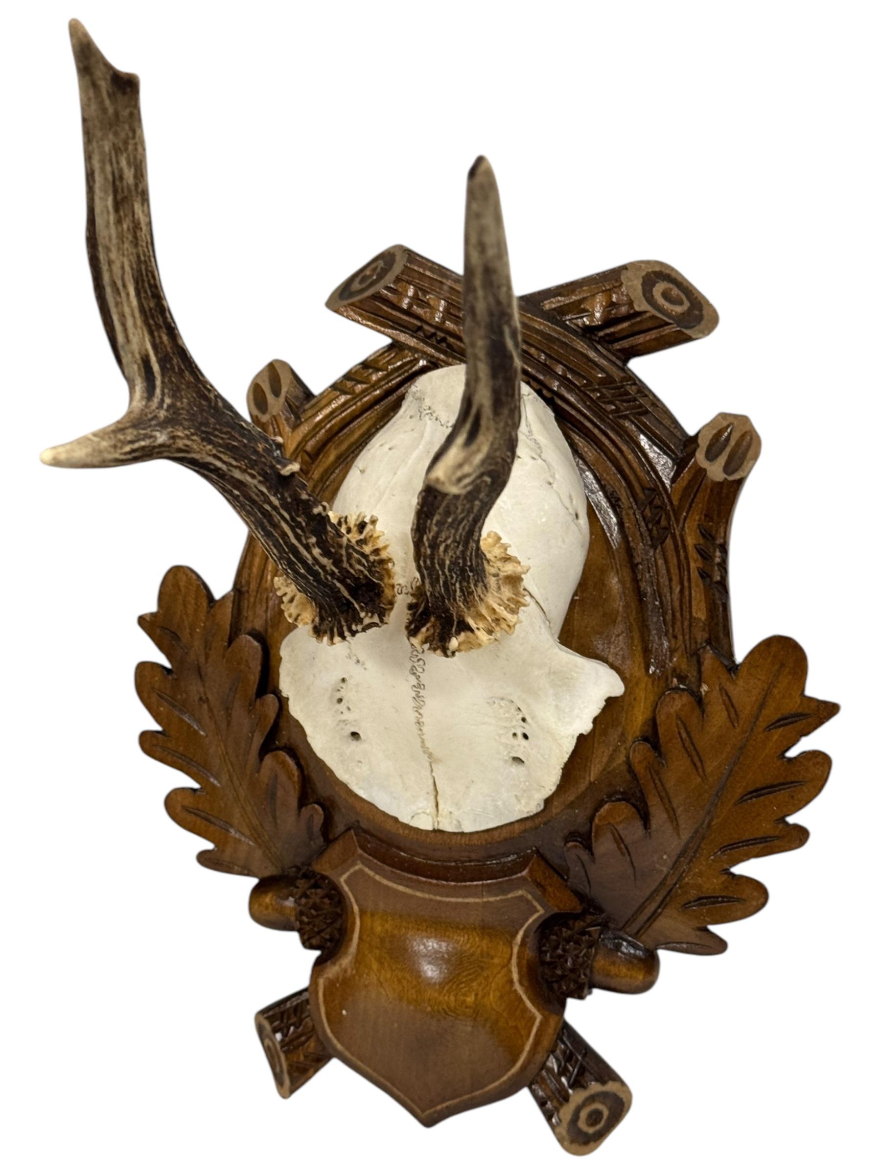 Paire de trophées en bois de cerf Black Forest, Allemagne, années 1930 en vente 1