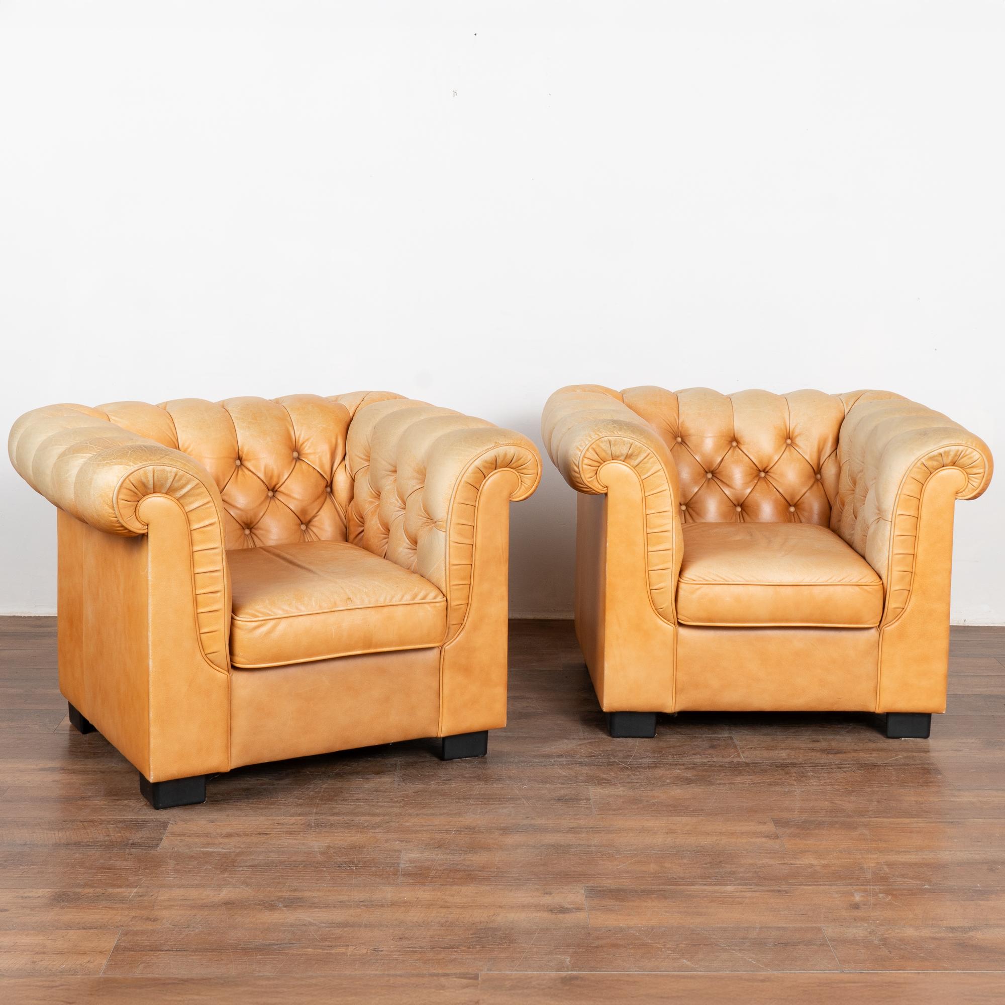 Pair, vintage leather chesterfield club armchairs resting on block feet.
Upholstered in tight button-tufted caramel/camel leather with golden yellow undertones. Nail head trim, rolled arms and loose seat cushions.
Sits comfortably and low with seat