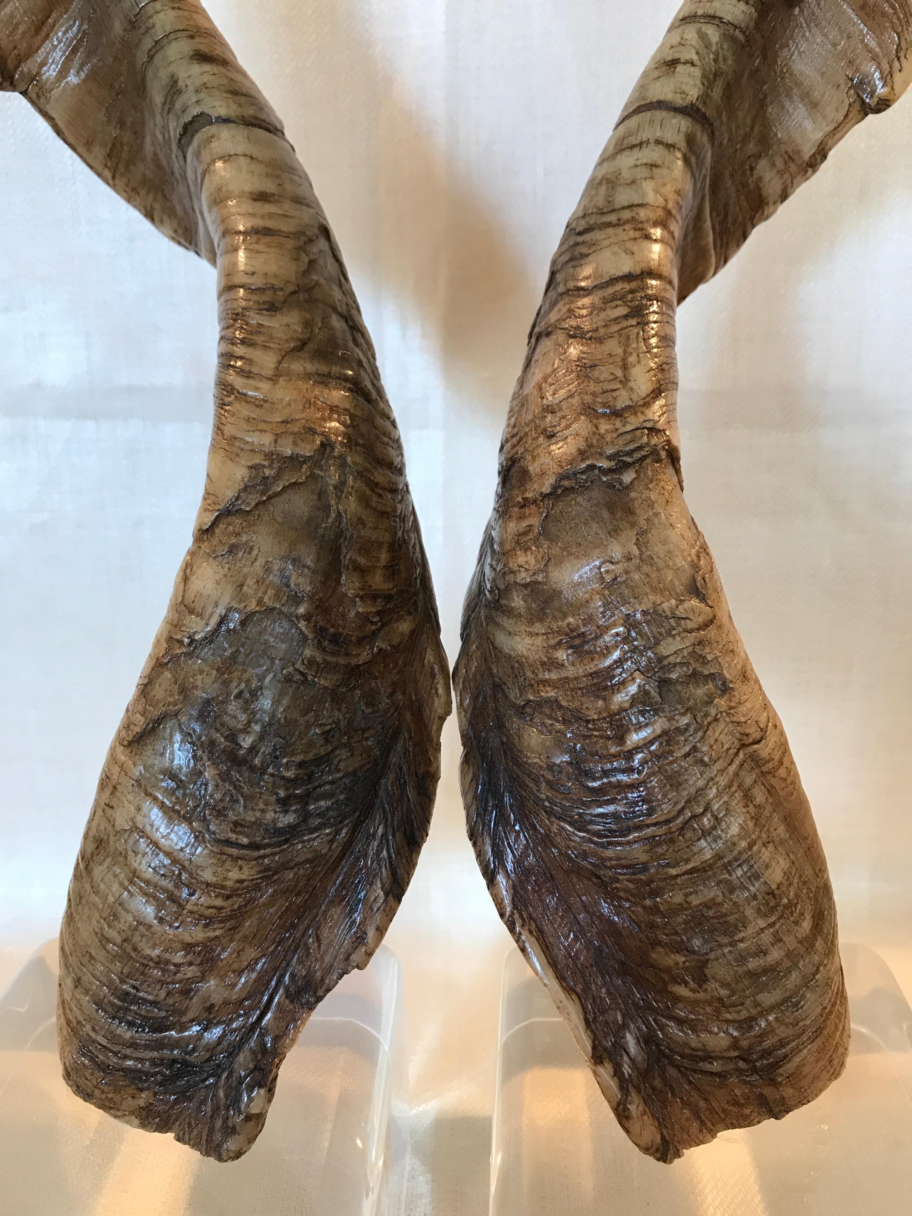 Antler Pair of Vintage Taxidermy Markhor Goat Horns
