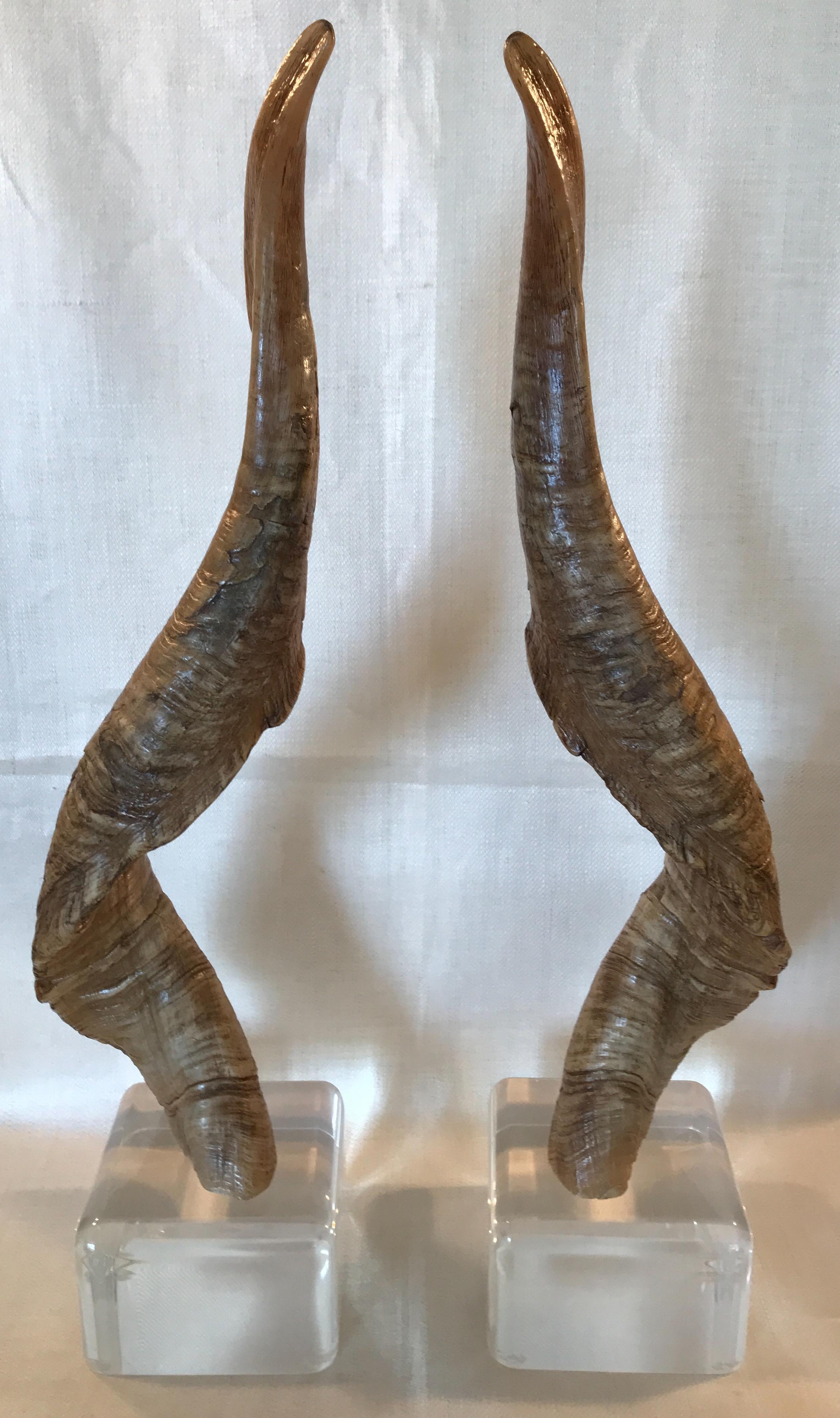 Vintage pair of spiralling Markhor goat horns mounted on square Lucite bases. Wonderful textured spiral horns with slight variations in color and mellowed patina, circa 1970s.

Markhors as found in Central Asia, Pakistan, Southern Russia.