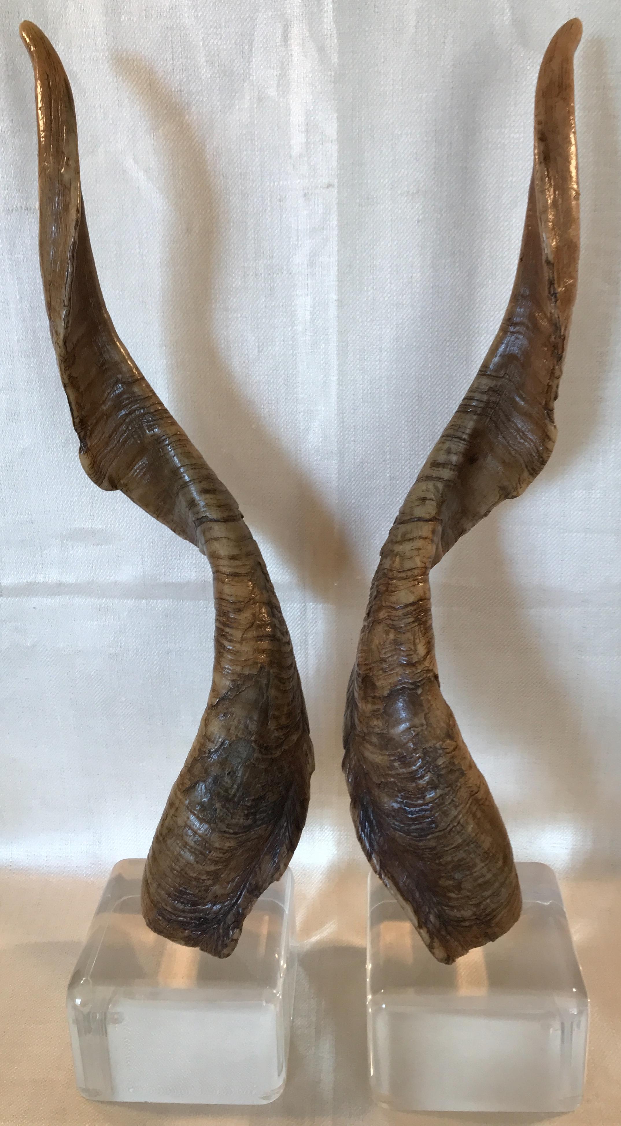 markhor horns for sale