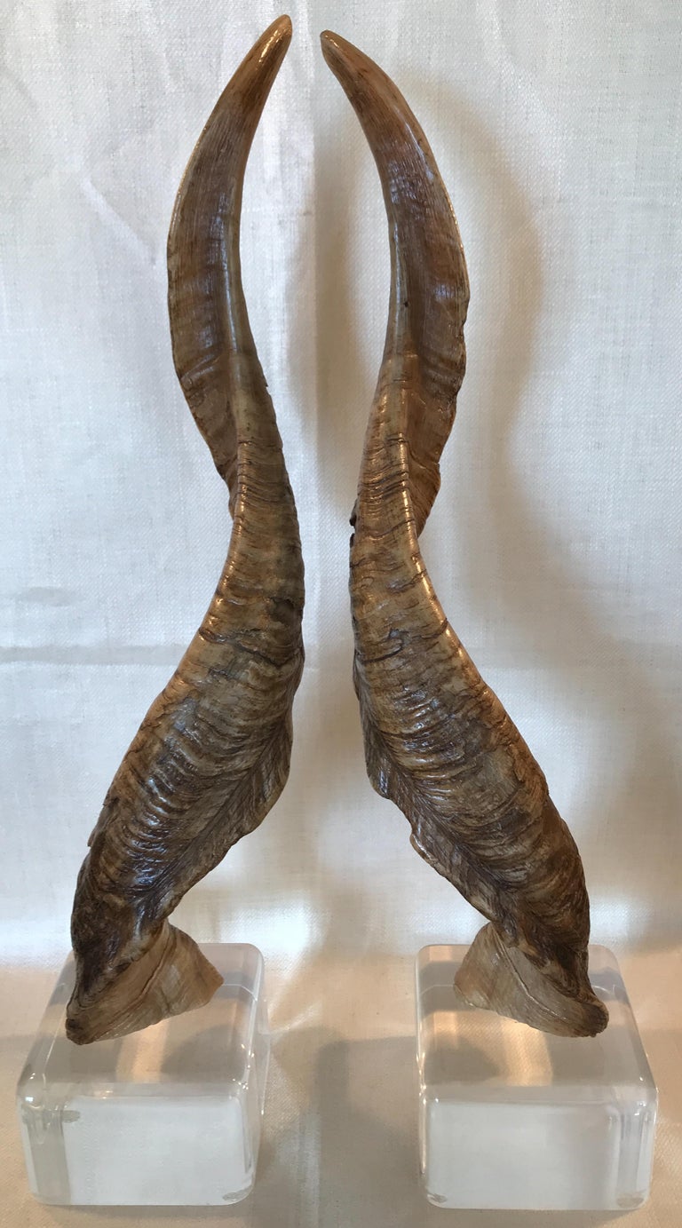 Pair of Vintage Taxidermy Markhor Goat Horns For Sale at ...