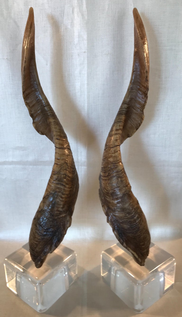 Pair of Vintage Taxidermy Markhor Goat Horns at 1stDibs markhor horns