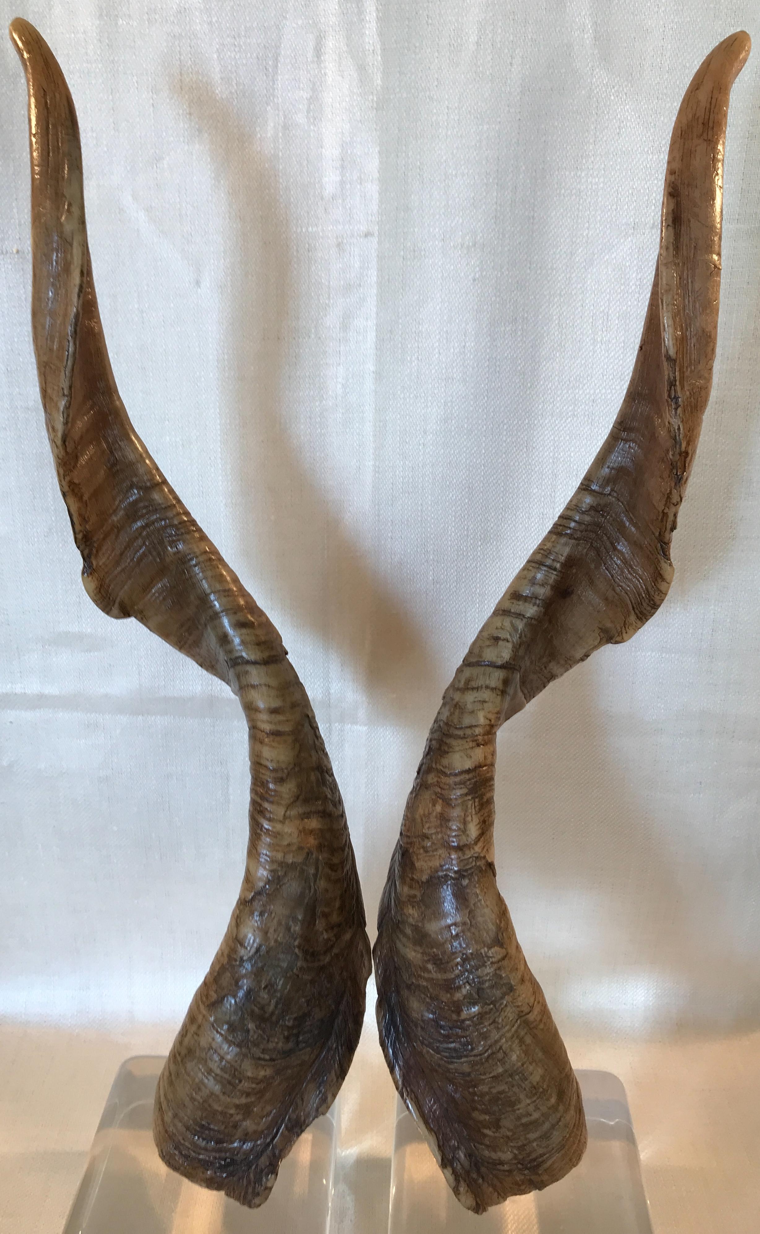 Rustic Pair of Vintage Taxidermy Markhor Goat Horns